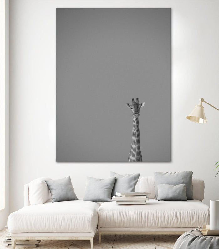 Hello there by Pexels on GIANT ART - black animals