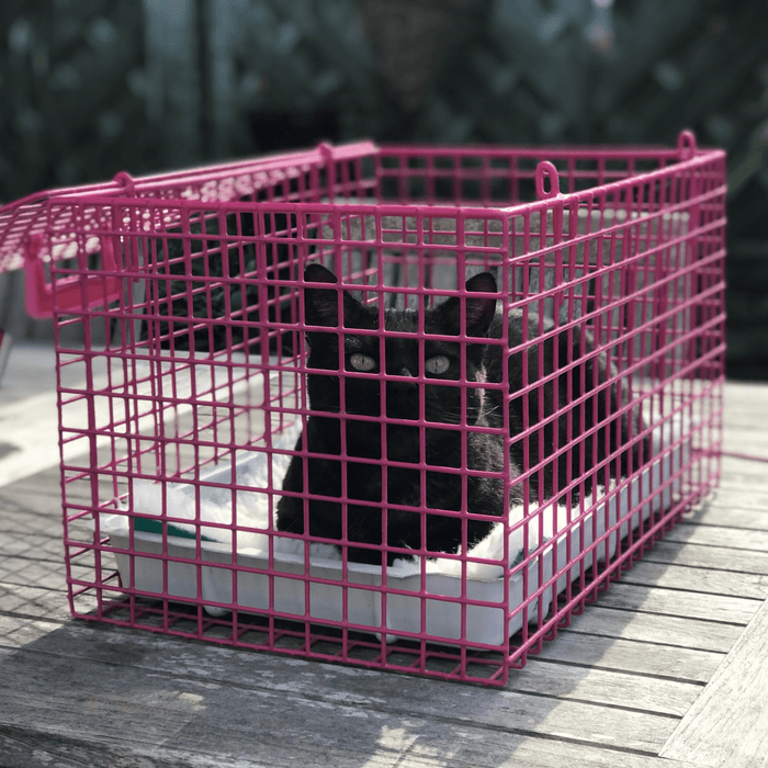 Black cat lying inside a pink mesh MDC cat carrier with a white tray inside and fleece blanket.